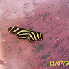 zebra buterfly