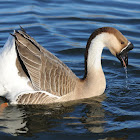 Brown Chinese goose  (domestic)