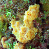 Orange Encrusting Sea Sponge