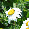 Spotted Flower Buprestid