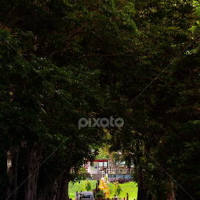 Road to Knowledge by Jomarie Romaquin - Nature Up Close Trees & Bushes