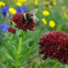 Nevada Bumblebee