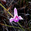 Orchid wetland