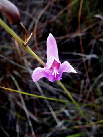 Orchid wetland