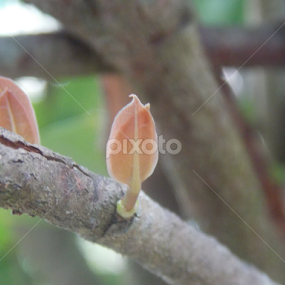 Kuncup by Imanuel Monggesang - Nature Up Close Trees & Bushes