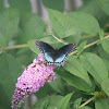 Red-spotted purple