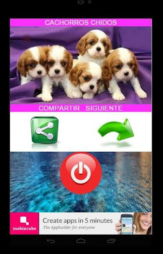 免費下載娛樂APP|CACHORROS-PERROS-PUPPIES app開箱文|APP開箱王