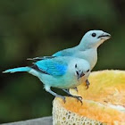 Blue-gray Tanager