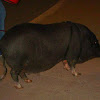 Vietnamese Pot Bellied Pig