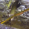 Yellow Banded Pipefish
