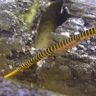 Yellow Banded Pipefish