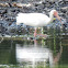 White Ibis