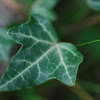 Common Ivy, Efeu