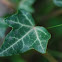 Common Ivy, Efeu