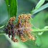 Caterpillar of a moth