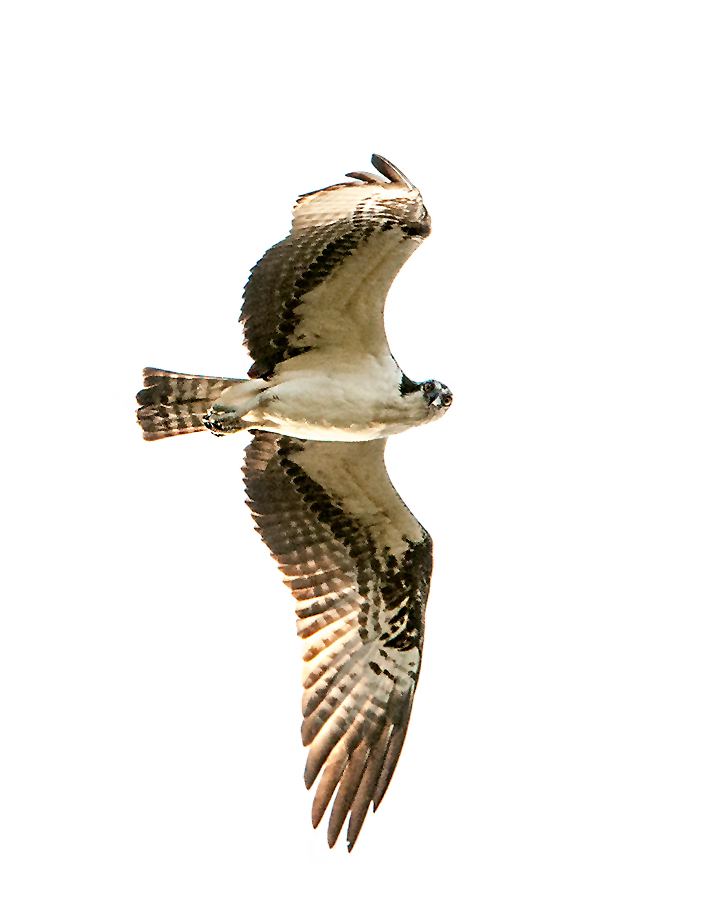 Osprey (Fish Hawk) in flight