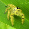 Heavy Jumping Spider ( male )