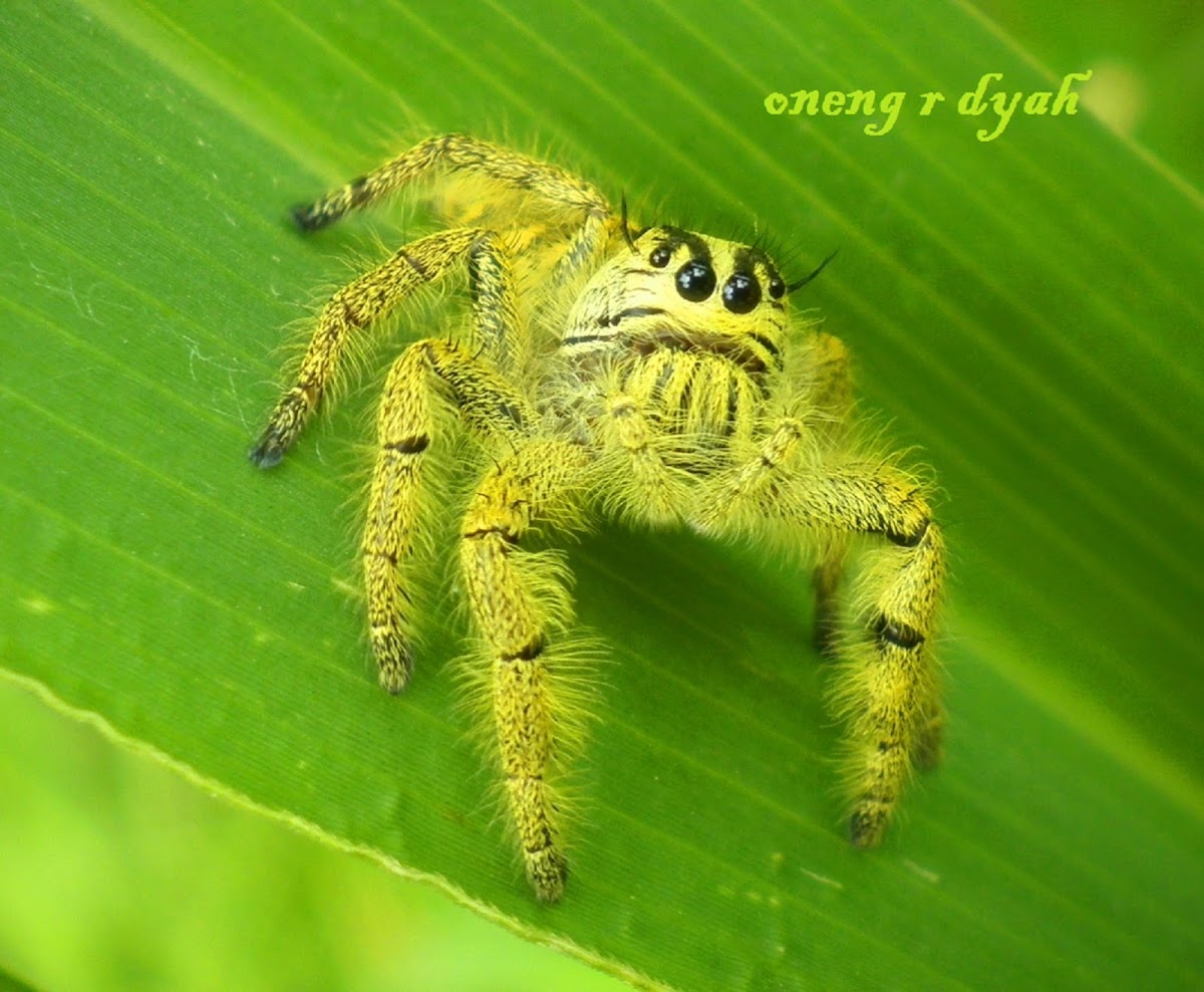 Heavy Jumping Spider ( male )