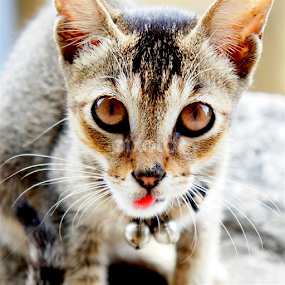 by Shakil Ahmed - Animals - Cats Portraits