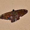 Letis Moth