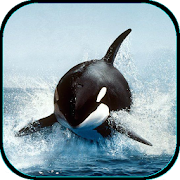 Killer Whale Live Wallpaper 1.0 Android APK Free Download – APKTurbo