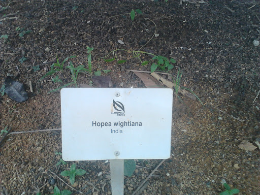 Hopea Wightiana