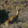 Klipspringer