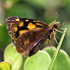 Gold-spotted sylph