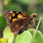 Gold-spotted sylph