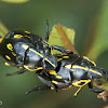 Scarab beetles