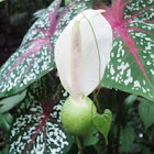 Elephant Ear plant