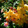 Rhododendron: Yellow