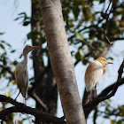 cattle egret