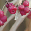 Coralberry, Indian Currant, Buckbrush