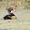 Wood Duck