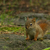 Juvenile American Red Squirrel