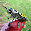Jewel Beetle - Escarabajo