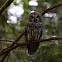 Barred Owl