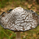 Magpie Fungus