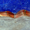 White-barred Kukri Snake
