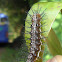 Rustic Caterpillar