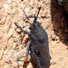 Black Cone-headed Grasshoppers