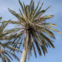 Date Palm