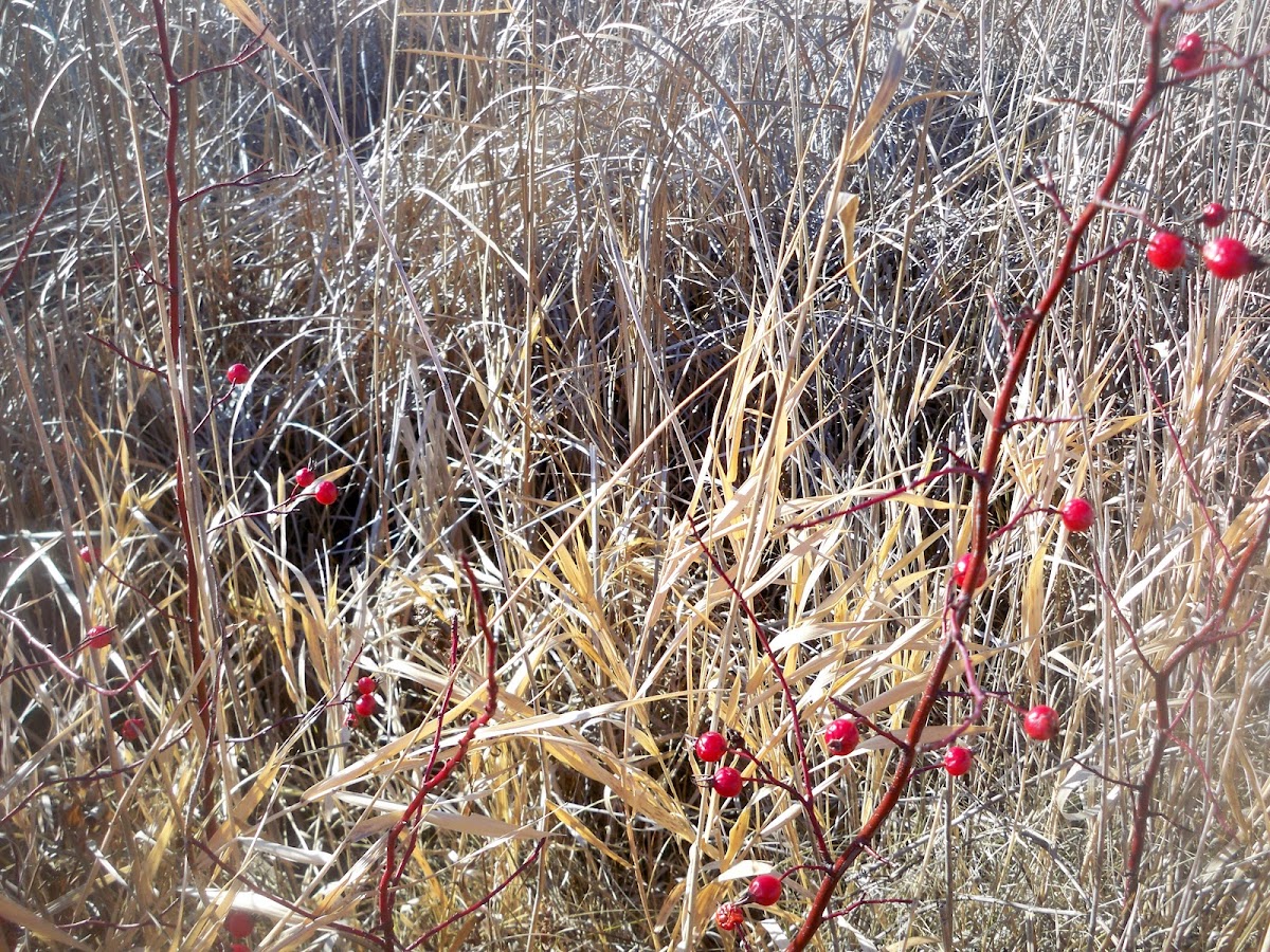 Prairie Rose Hips Project Noah