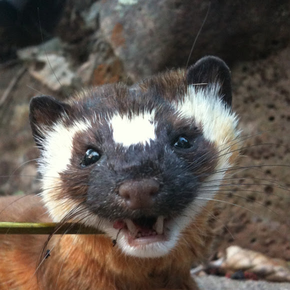 Longtailed Weasel Project Noah