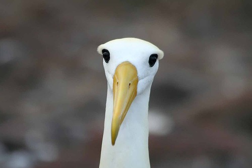 [Albatross[3].jpg]