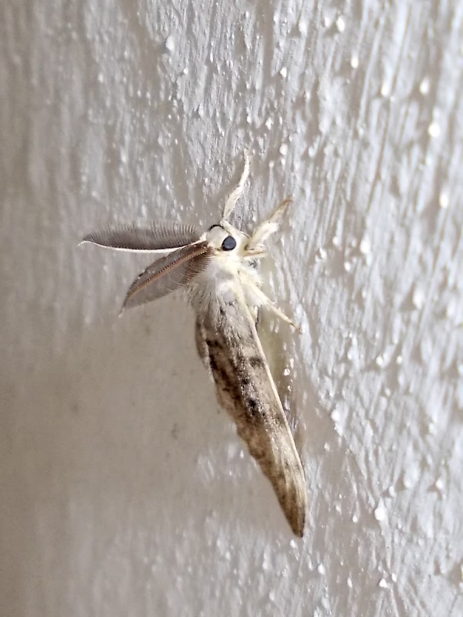 European gypsy moth
