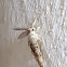 European gypsy moth