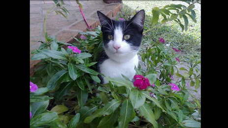 Hand-Drawn Camera FREE poster 4