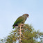 Scaly-headed Parrot, Maitaca-verde(Brazil)